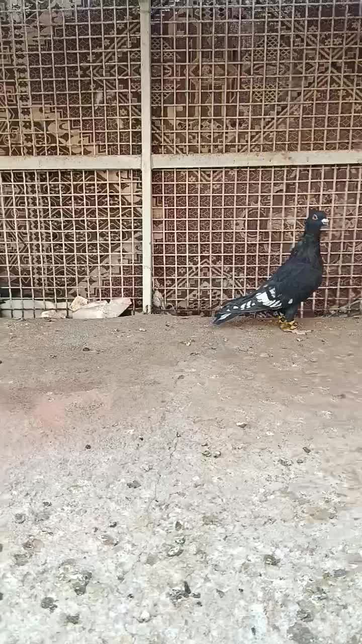 طاووسی سیاه|پرنده|تایباد, |دیوار