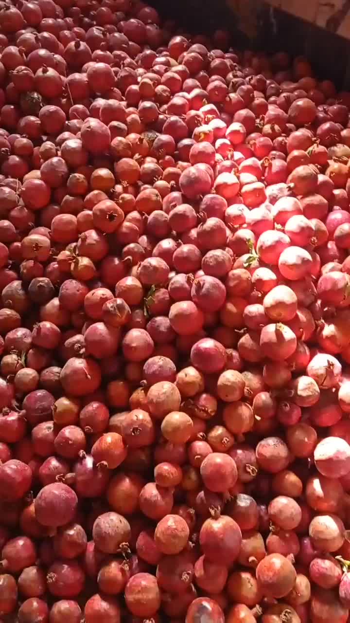 انار ساوه|خوردنی و آشامیدنی|جعفرآباد, |دیوار