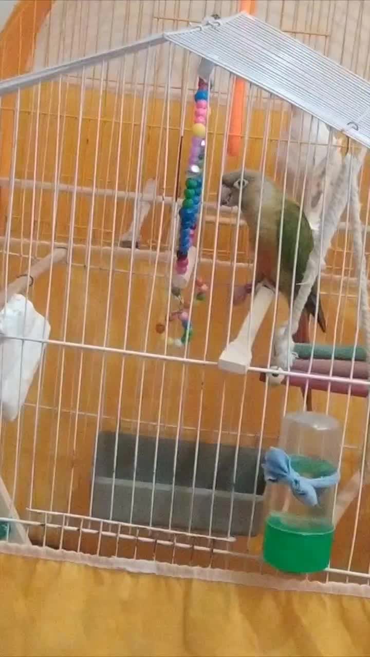 گمشده|پرنده|نقده, |دیوار