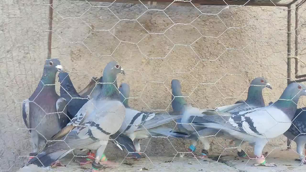 فروش کبوتر المانی موقعیت کاشمر|پرنده|مشهد, هفده شهریور|دیوار
