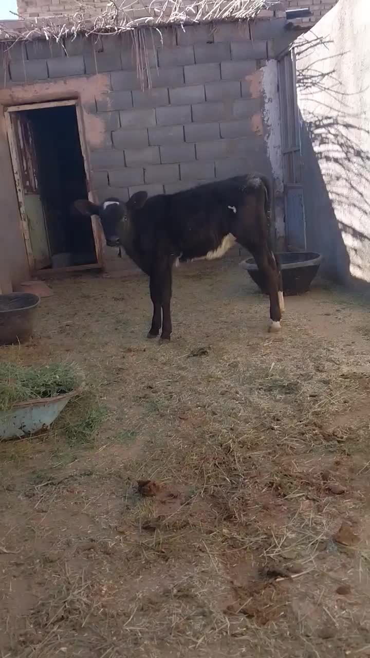 گوساله ماده|حیوانات مزرعه|جوین, |دیوار