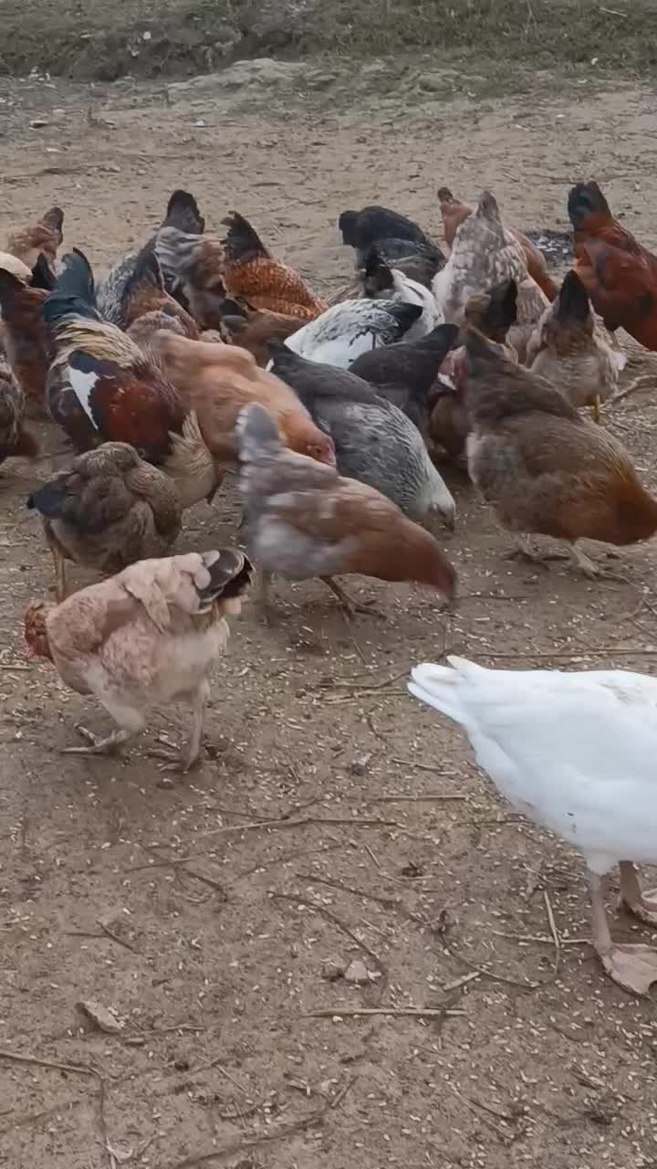 خروس و کاتیک۴۰۰تومن|حیوانات مزرعه|سیاهکل, |دیوار