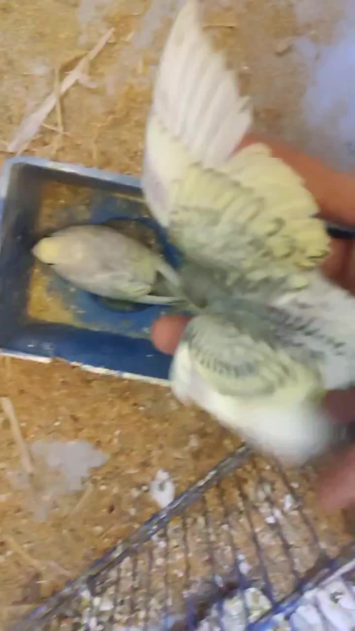 مرغ عشق|پرنده|صدرا-فارس, فاز ۲|دیوار