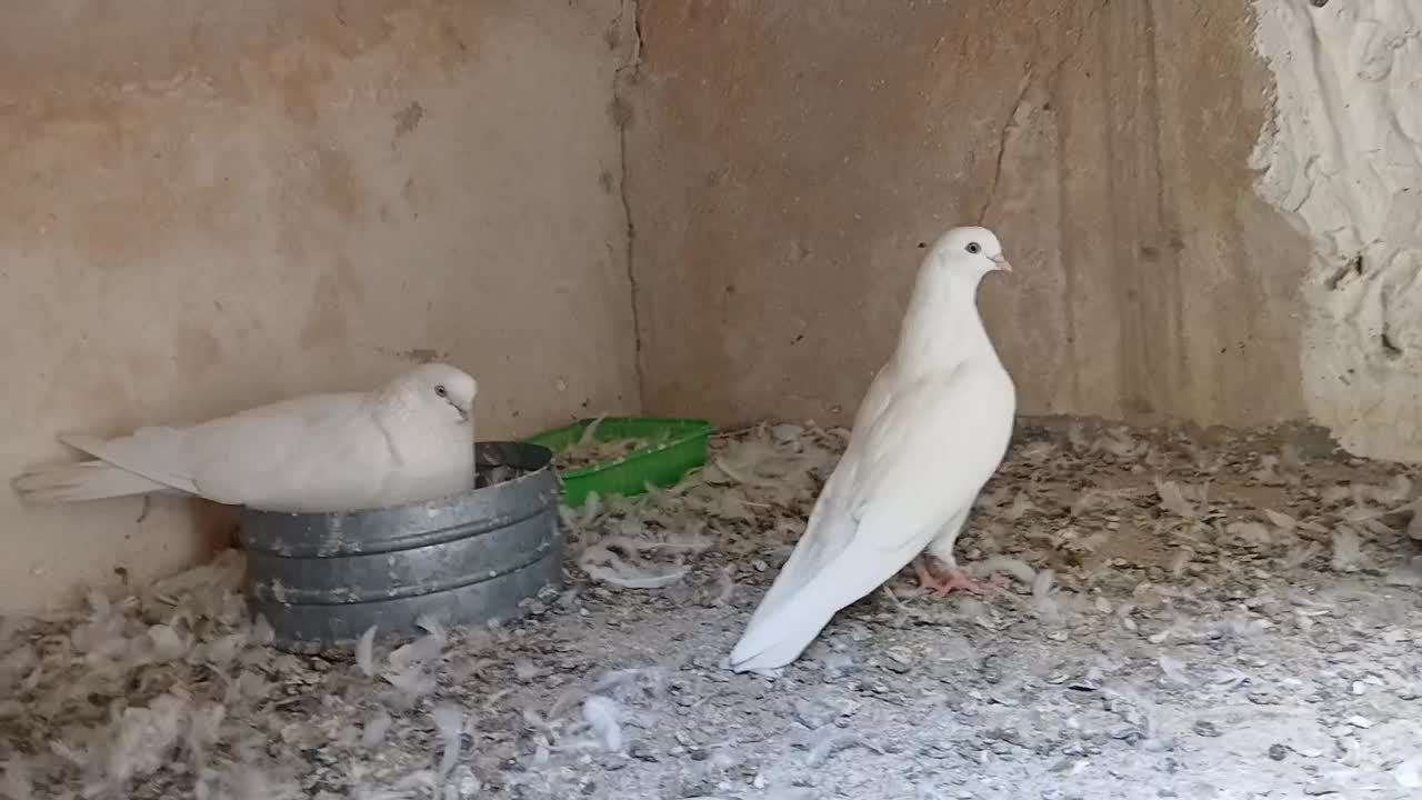کبوتر نوک چشم سفید|پرنده|شهریار, شهرک بهاران (ویره)|دیوار