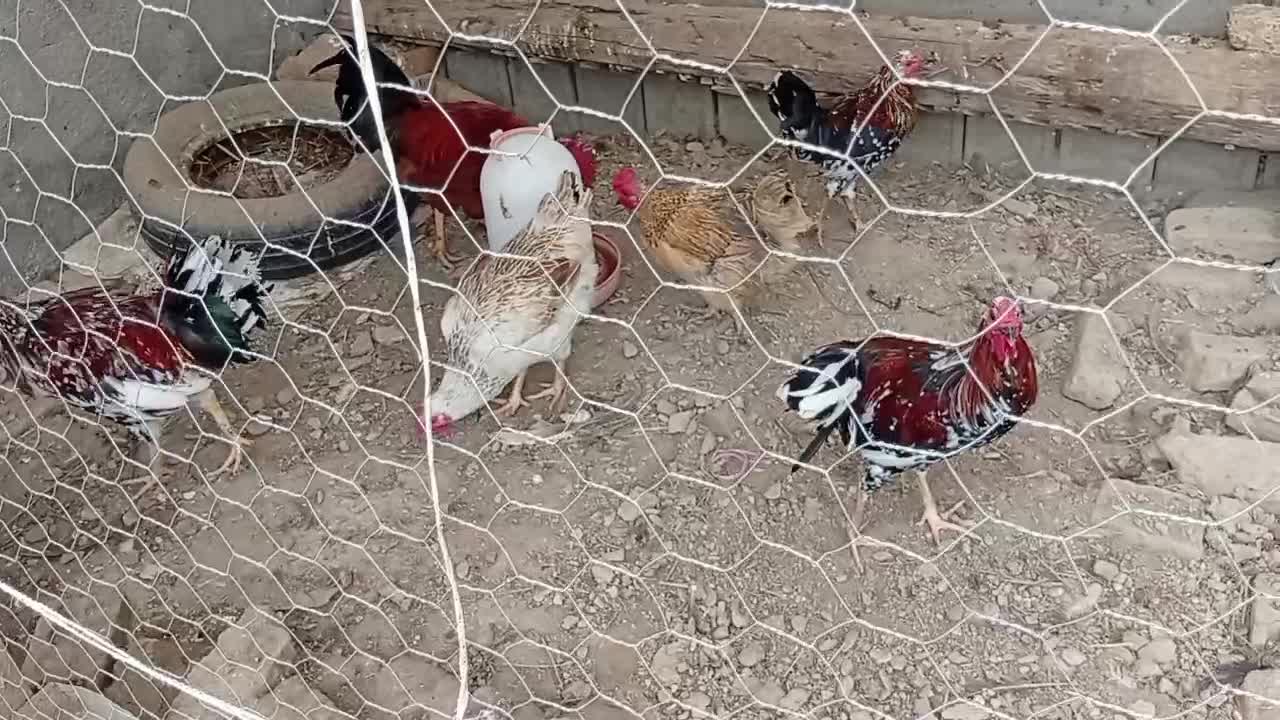 مرغ و خروس محلی و گلین|حیوانات مزرعه|سیجوال, |دیوار