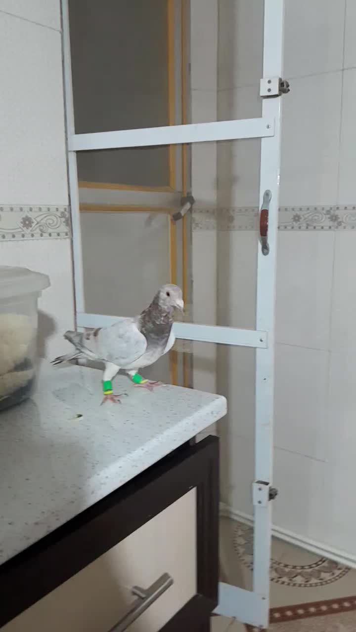 زرد همرنگ ماده|پرنده|دشتابی, |دیوار