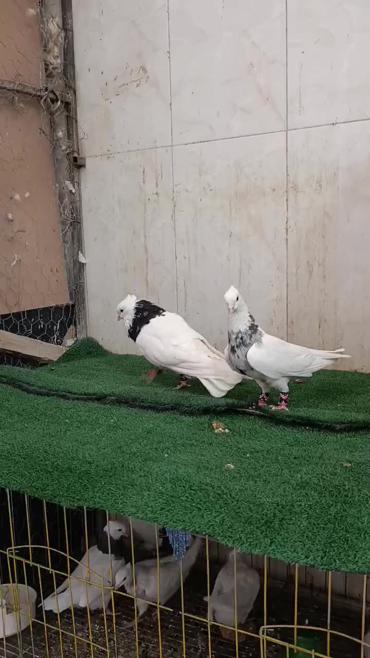 طوقی زرین و الماسی صربی|پرنده|شاهینشهر, عطار|دیوار