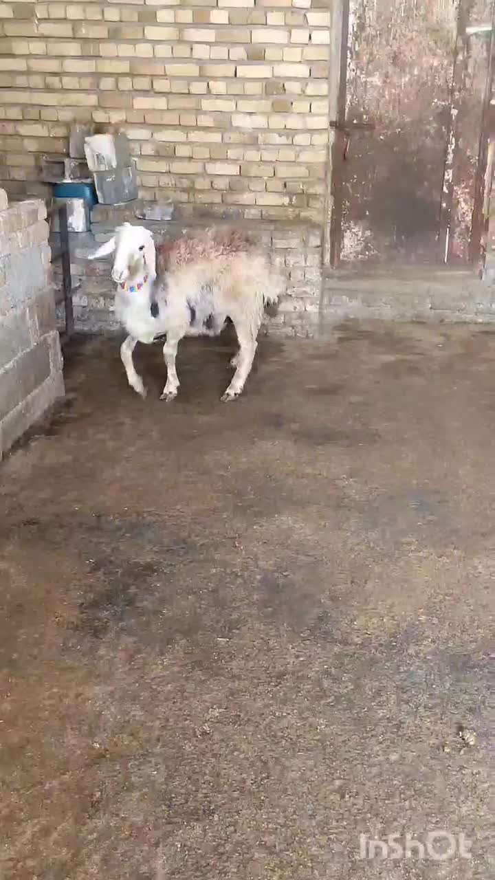 فروشی|حیوانات مزرعه|بروجرد, |دیوار