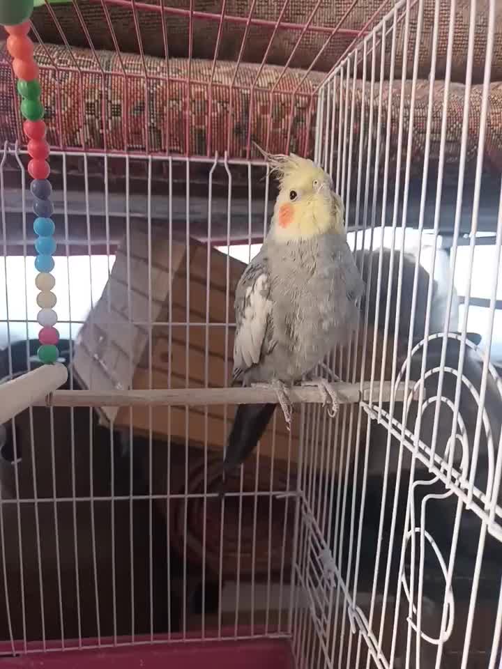 عروس هلندی اهلی|پرنده|اهر, |دیوار