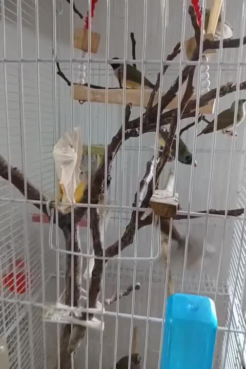 فنچ گلدین|پرنده|نیشابور, شهرک قدس|دیوار