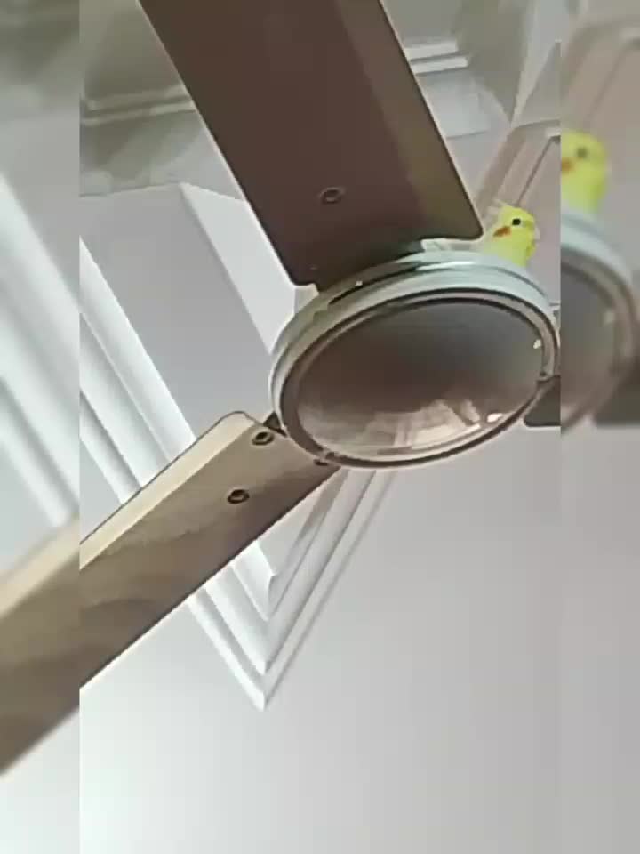 عروس هلندی|پرنده|آبپخش, |دیوار