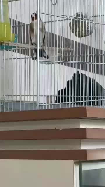 سهره ۲ ساله|پرنده|بانه, |دیوار