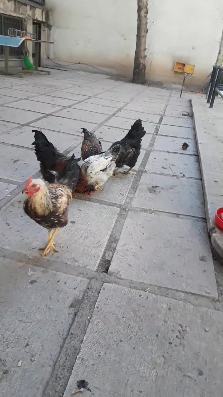 خروس رسمی|حیوانات مزرعه|تهران, پاسداران|دیوار