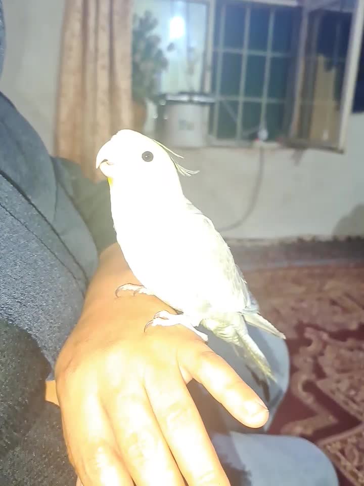 طوطی گمشده|حیوانات|محمدیه-قزوین, |دیوار