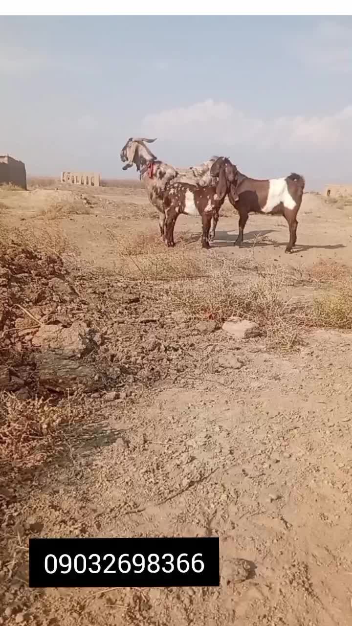 بز پلنگی بسیاری شیرا|حیوانات مزرعه|بردسکن, |دیوار