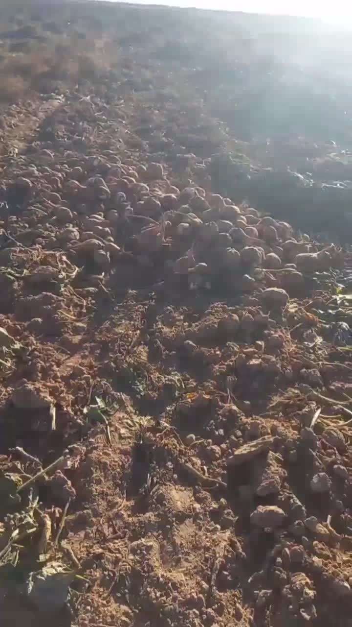 چغندر فروشی|خدمات باغبانی و درختکاری|مشهد, مهدی آباد|دیوار