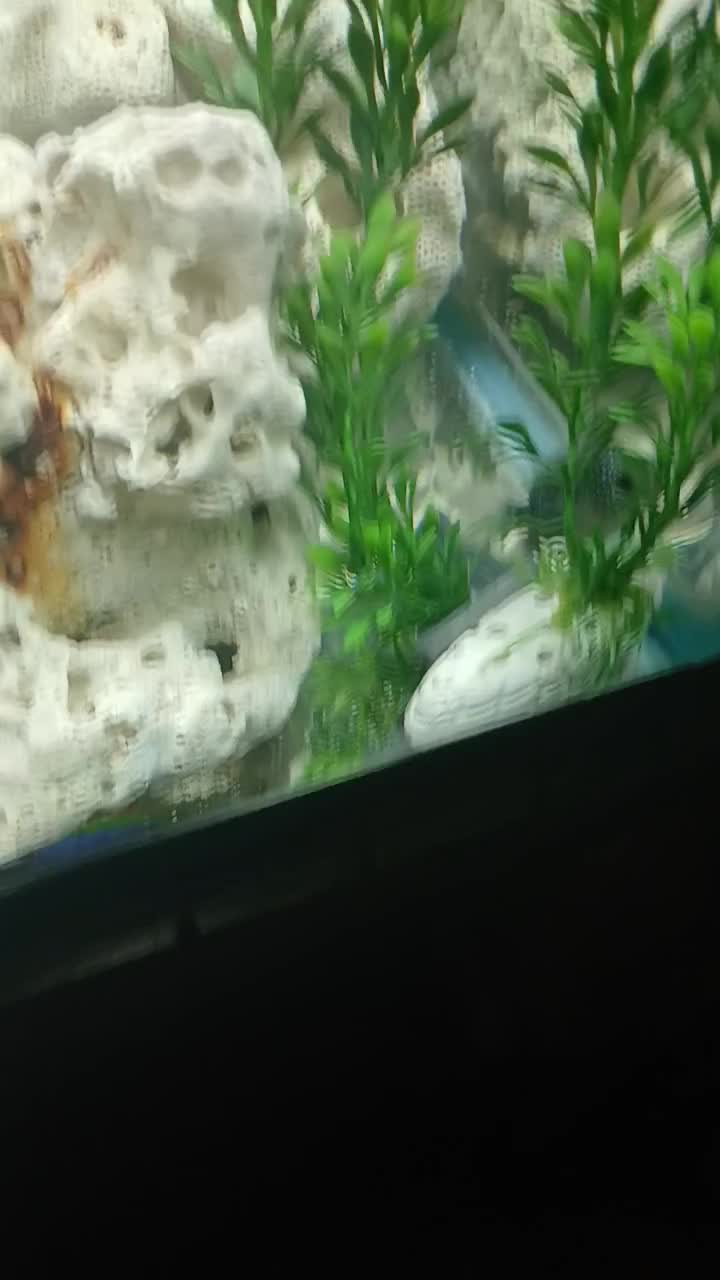 جوجه فلاور ۳ بندی|ماهی|فردیس, خیام شرقی|دیوار