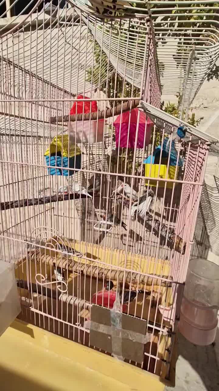 فروش تعدادی فنچ بالغ نر و ماده|پرنده|قزوین, |دیوار