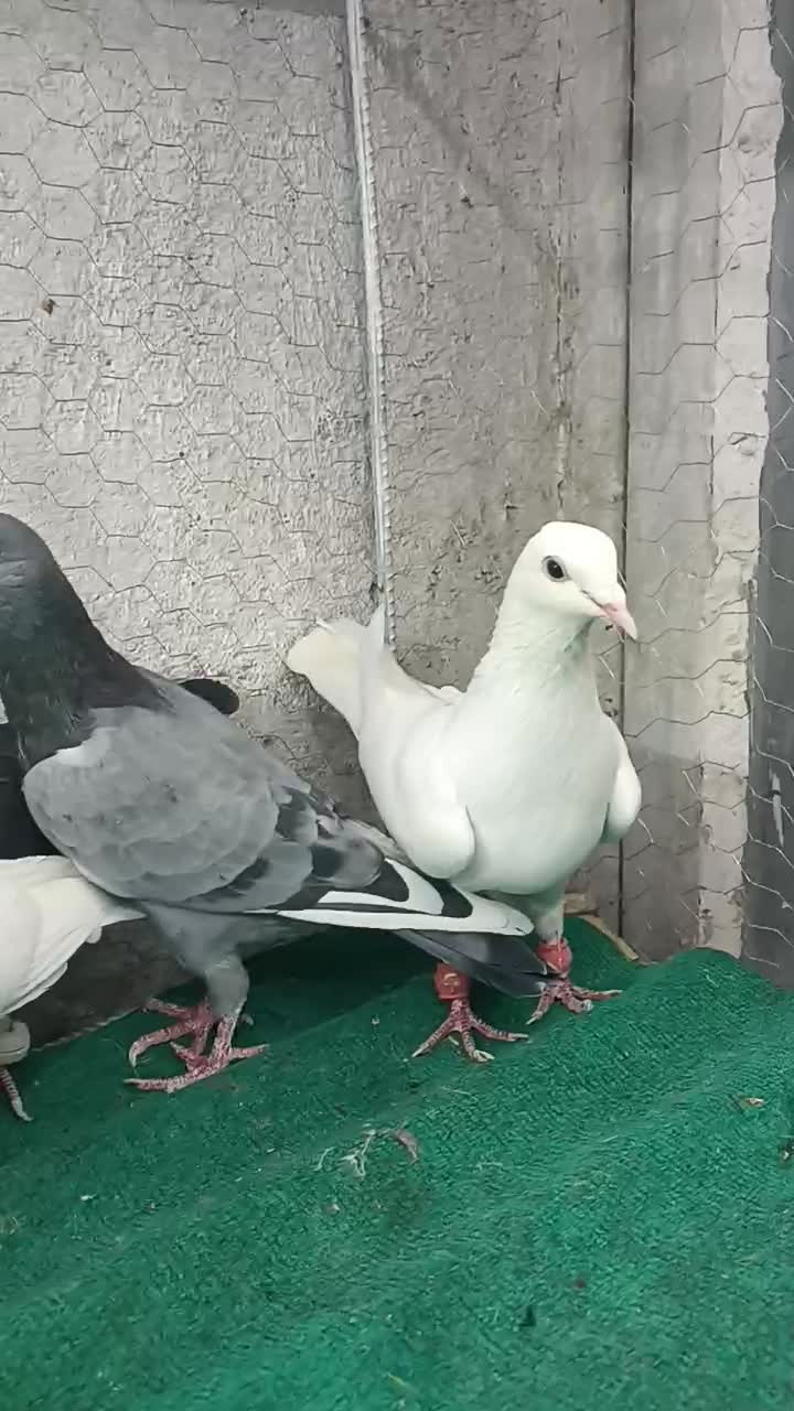 کزر|پرنده|مشهد, چهاربرج|دیوار