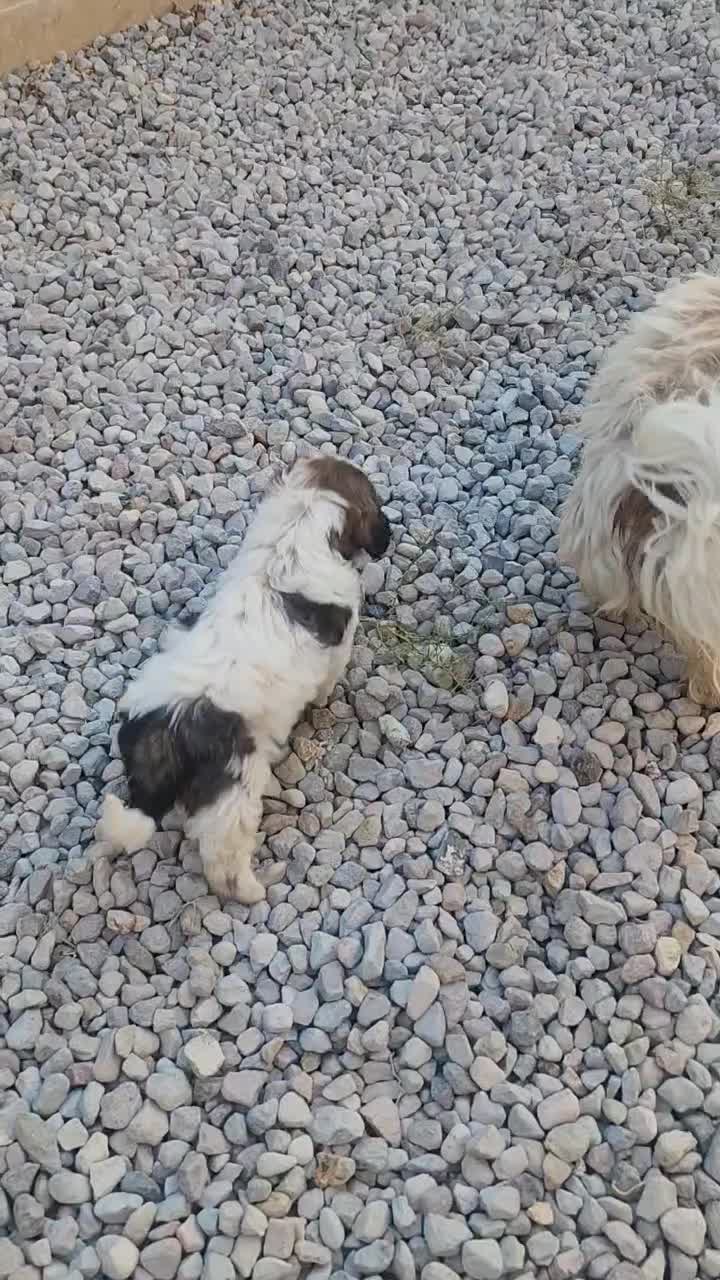 سگ شیتزو.پیدا شده|حیوانات|تبریز, |دیوار