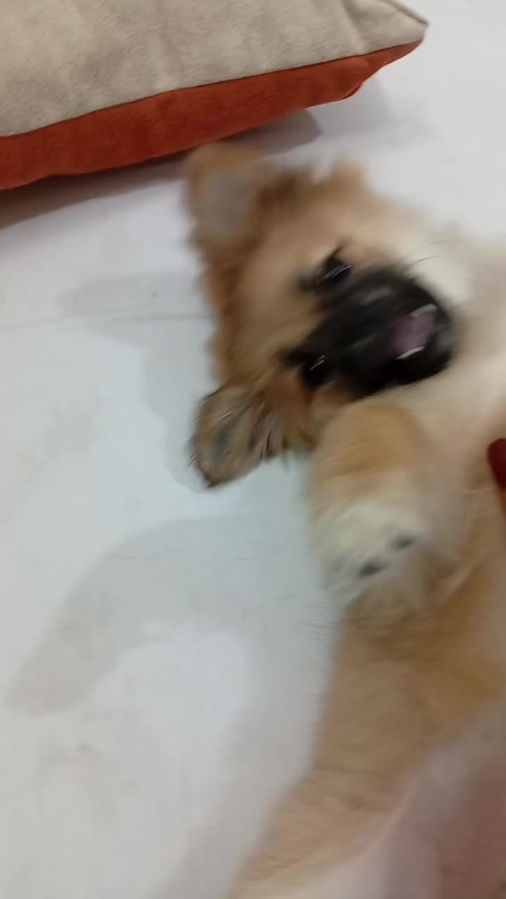 سگ خوبی حرف گوشکن|سگ|خرمدره, |دیوار