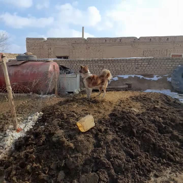 سگ گله|سگ|ساروق, |دیوار