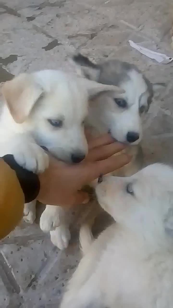 هاسکی همه نر هستن|سگ|بجنورد, |دیوار