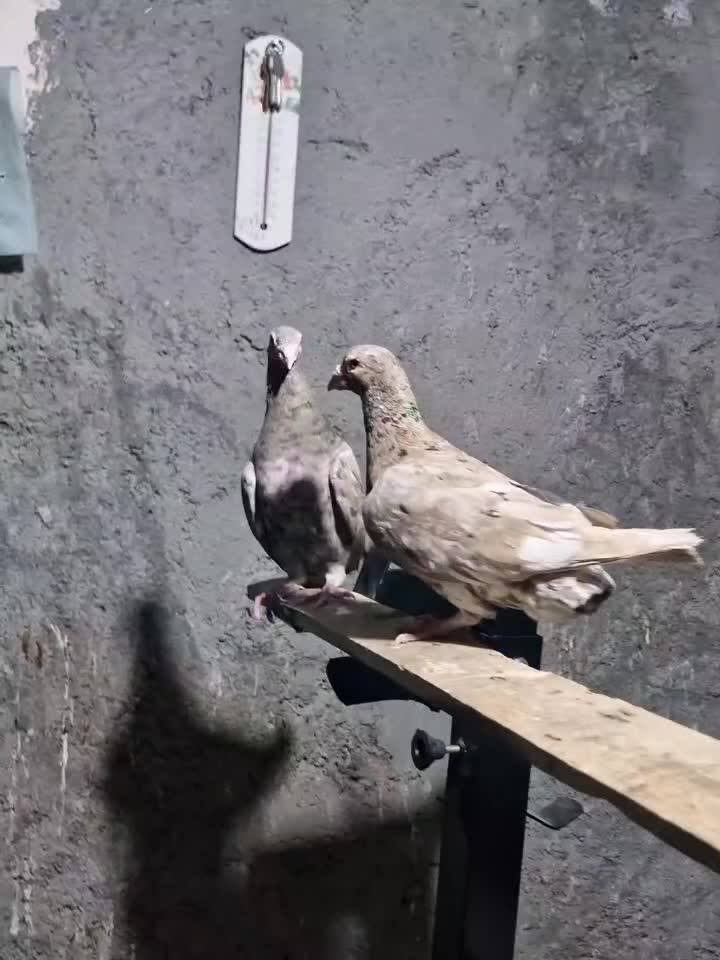 سار شکلاتی نر عتیغه عتیغه برار نیس نگرد|پرنده|خواف, |دیوار