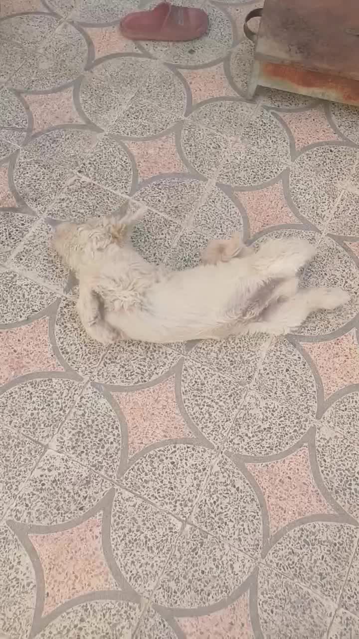 سگ پشمالو|سگ|خرمآباد, |دیوار