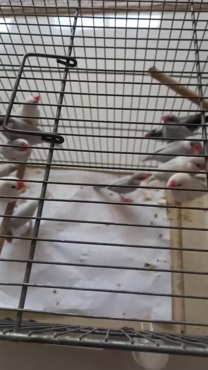 فنچ نرگسی|پرنده|قم, بنیاد|دیوار