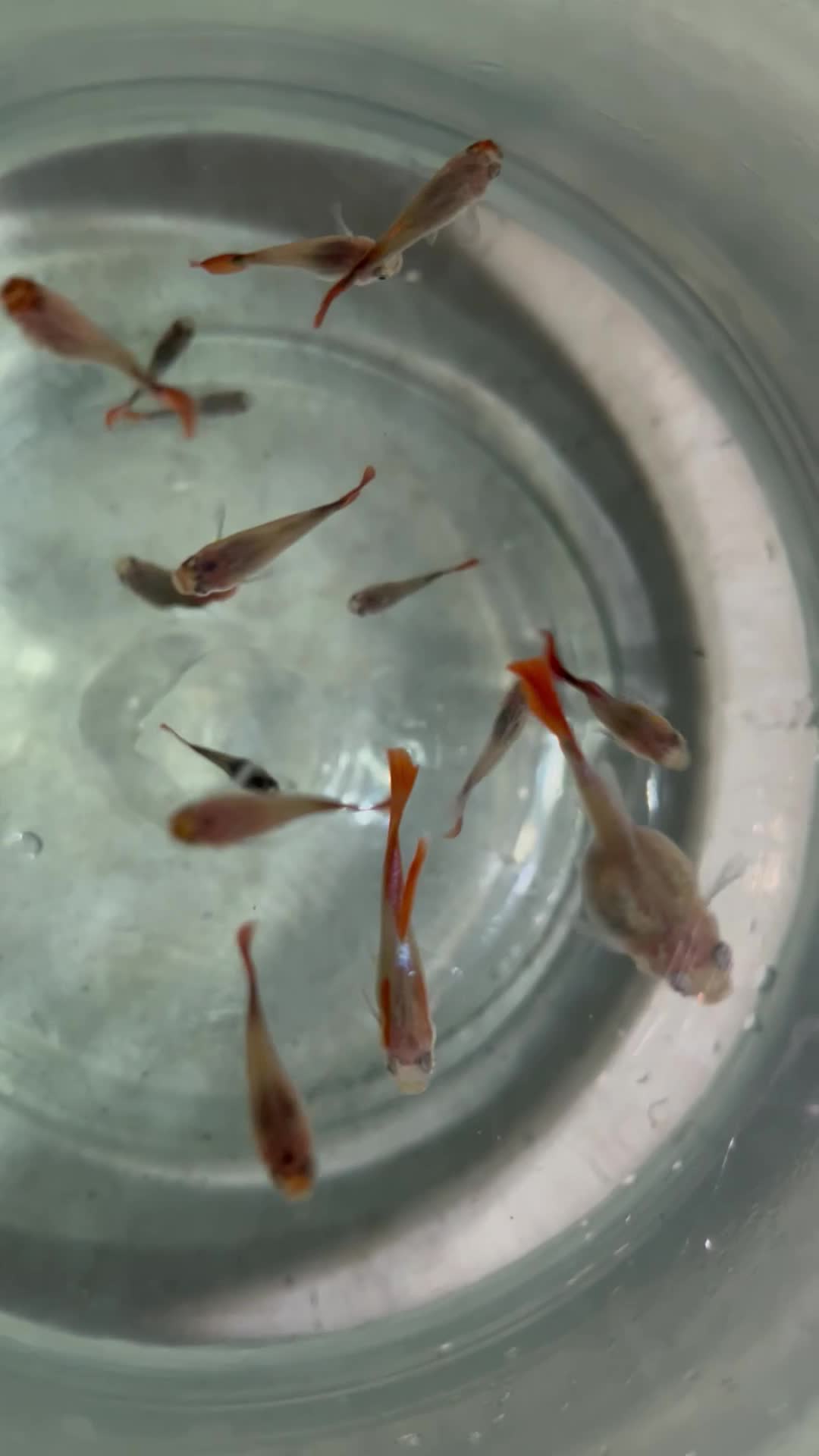 ماهی گوپی کوی بالن|ماهی|تهران, توحید|دیوار