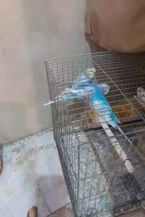 رنگین کمانی مرغ عشق|پرنده|تهران, ائمه اطهار|دیوار