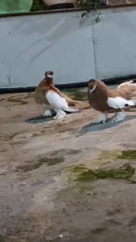 کبوتر یوولگا یولگا زینتی|پرنده|چمستان, |دیوار