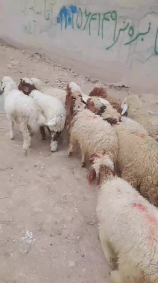 بره نر وماده|حیوانات مزرعه|اهواز, منازل کارون|دیوار