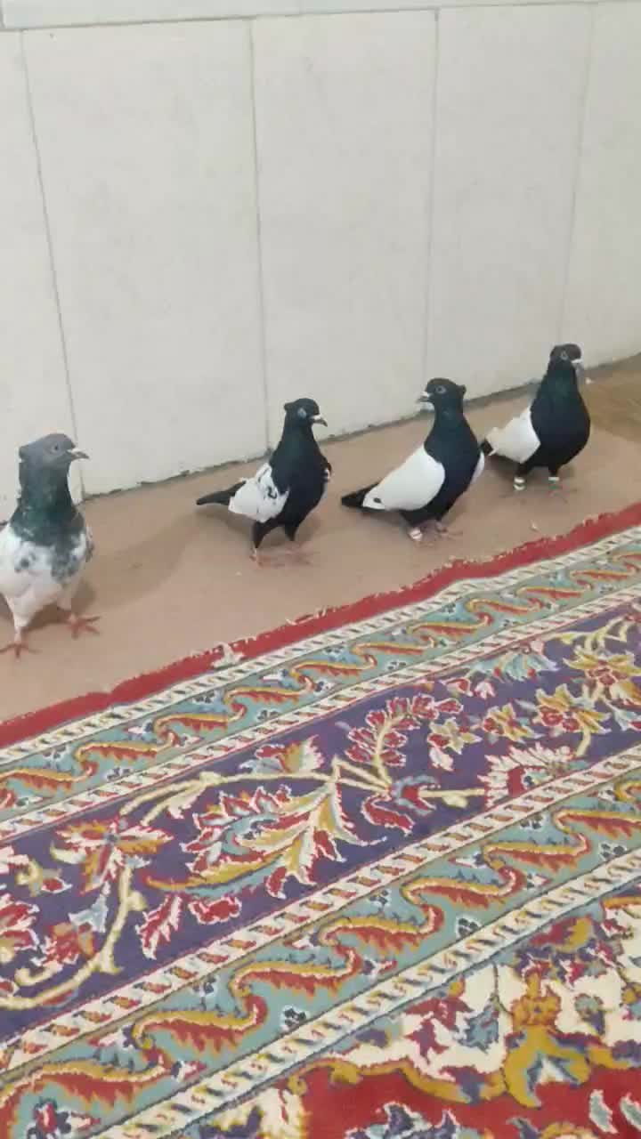 سینه کله|پرنده|بجنورد, |دیوار