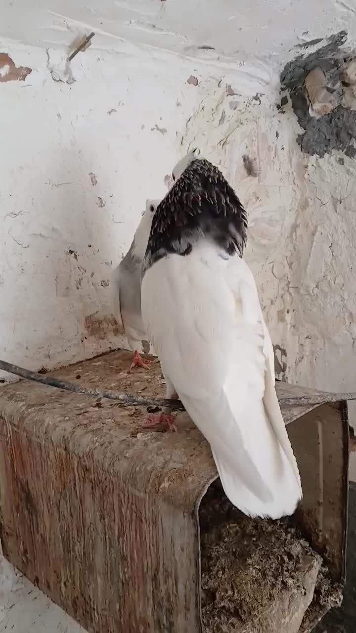 کفتر طوقی|پرنده|اردکان, |دیوار