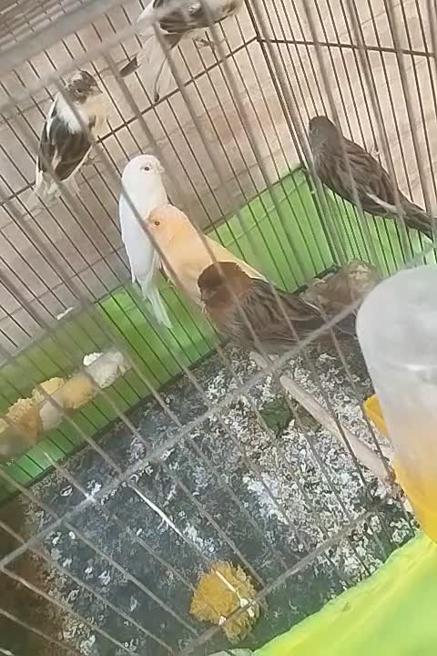 تعداد قناری ماده اماده و نر اماده|پرنده|ری, سیزده آبان|دیوار