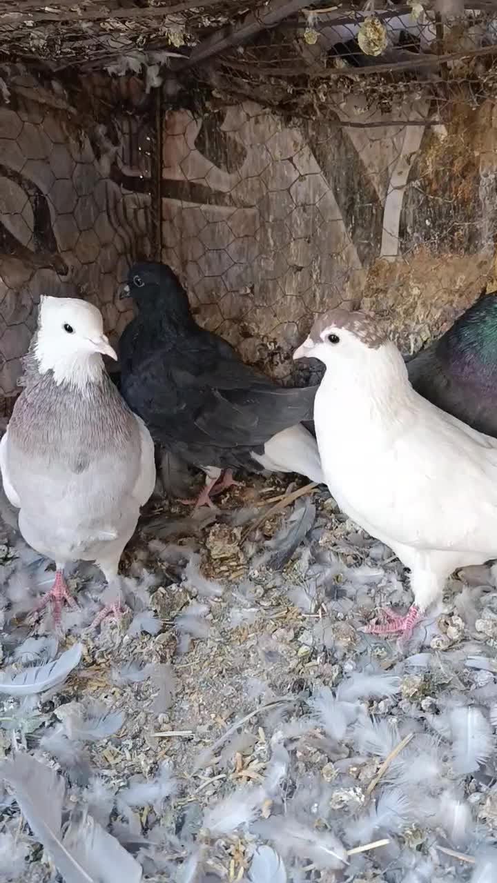 کبوتر|پرنده|خوسف, |دیوار