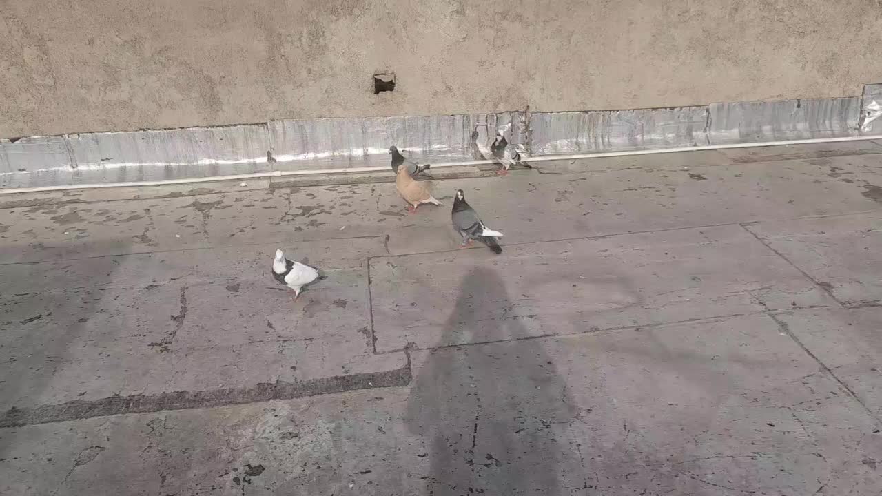 کبوتر یا کفتر|پرنده|مینودشت, |دیوار