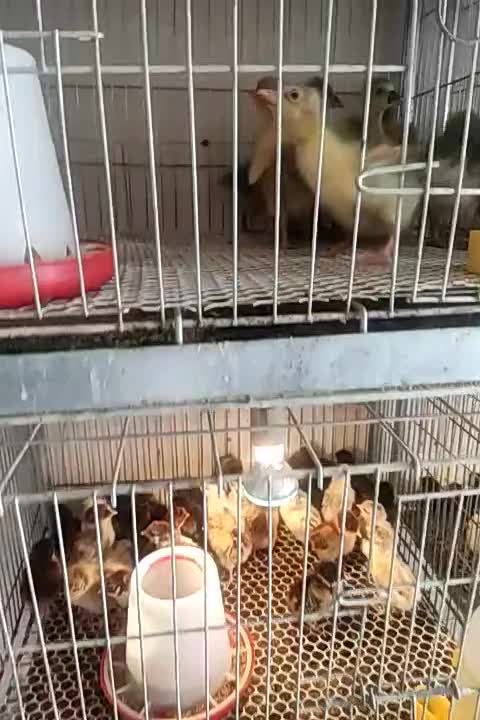 جوجه|حیوانات مزرعه|ارومیه, |دیوار