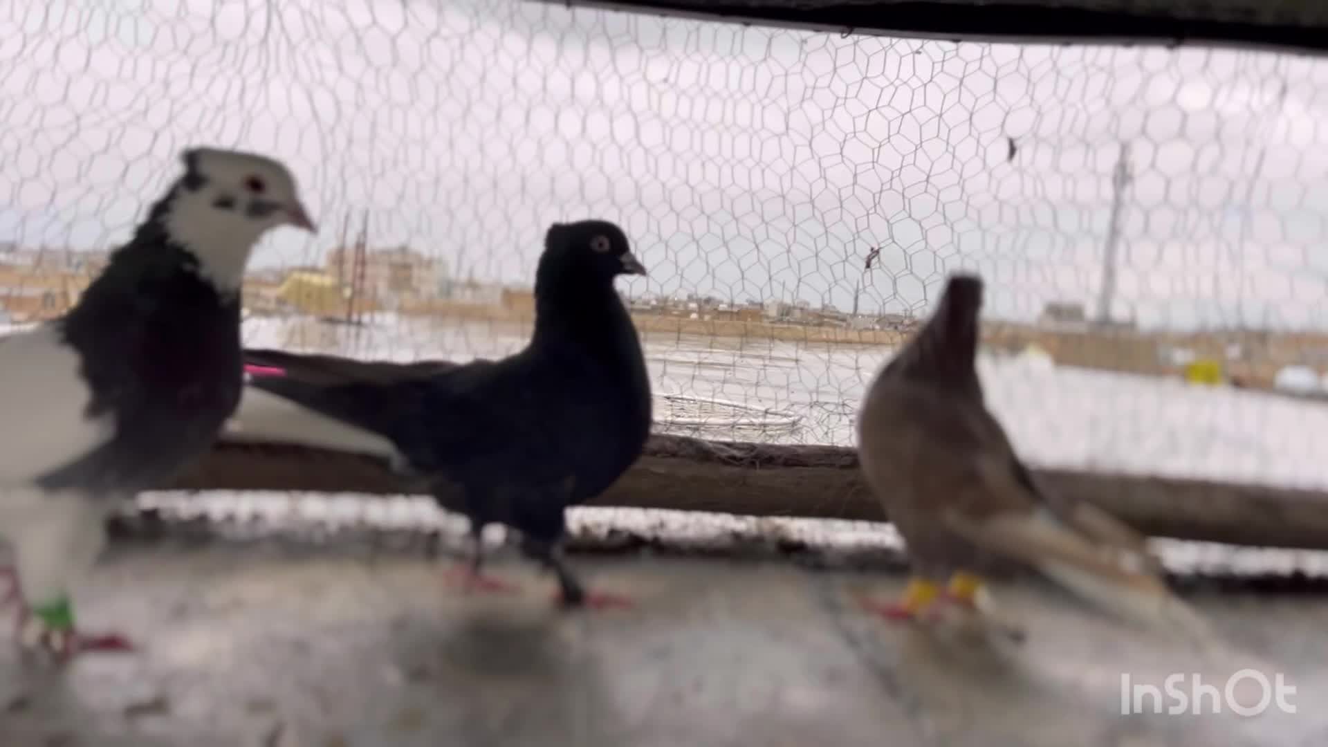 کفتر رنگی|پرنده|مرودشت, بیست متری بیمارستان|دیوار