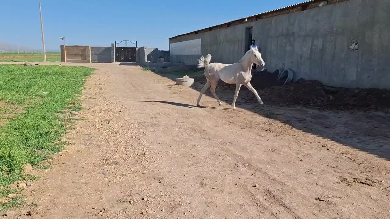 اسب|اسب و تجهیزات اسب‌سواری|کرمانشاه, |دیوار