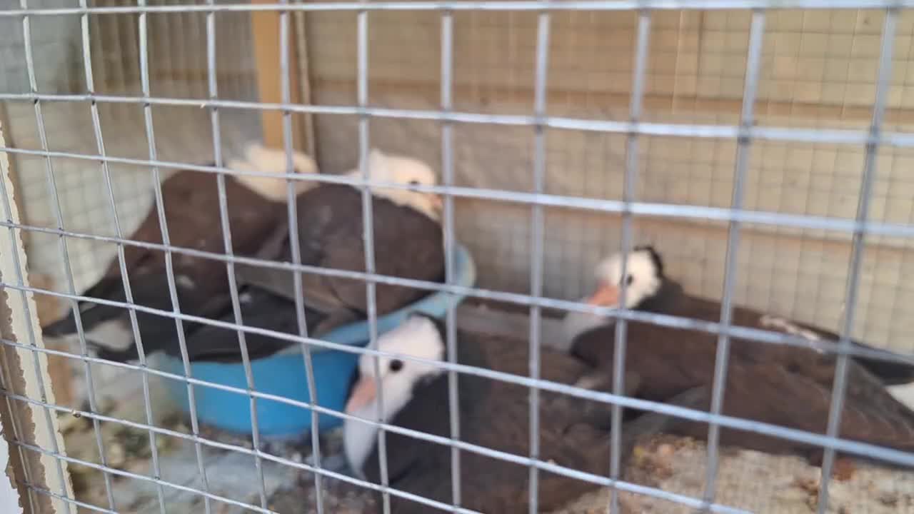 کبوتر کله سفید جوجه طوقی سیاه واکسی جوجه|پرنده|شاهینشهر, فرودگاه هسا|دیوار