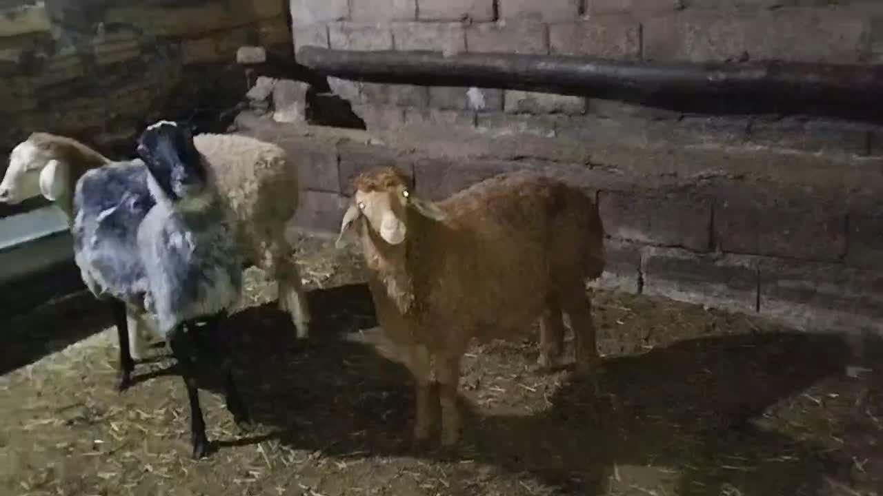 سه راس بره نر یکی ماده رومانف|حیوانات مزرعه|اهر, |دیوار