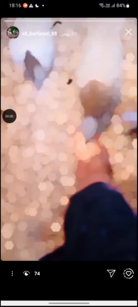 کفتر خال|حیوانات|نیشابور, مازول|دیوار