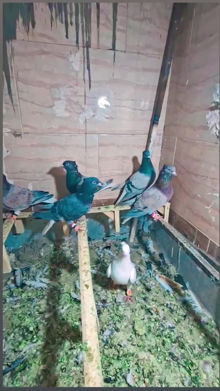 ۵ تا ماده دم سفید کاکلی هفت رنگ ذات دار پرشی|پرنده|سلامی, |دیوار