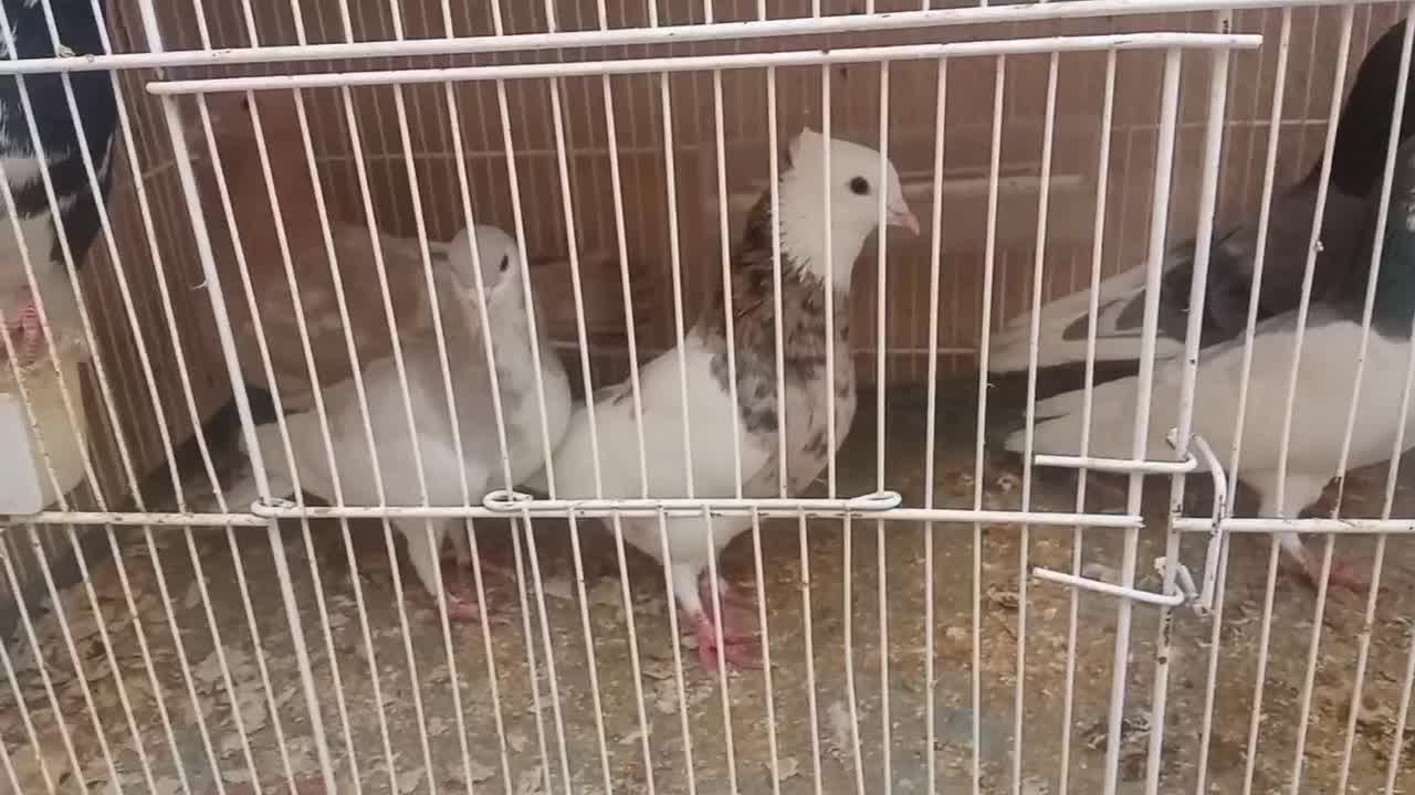 کبوتر|پرنده|کازرون, |دیوار