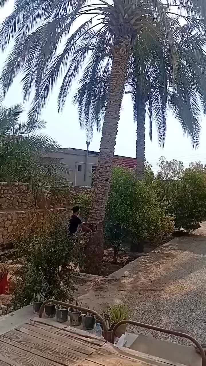 قطع نخل وبرش مخ|خدمات باغبانی و درختکاری|بندر گناوه, |دیوار