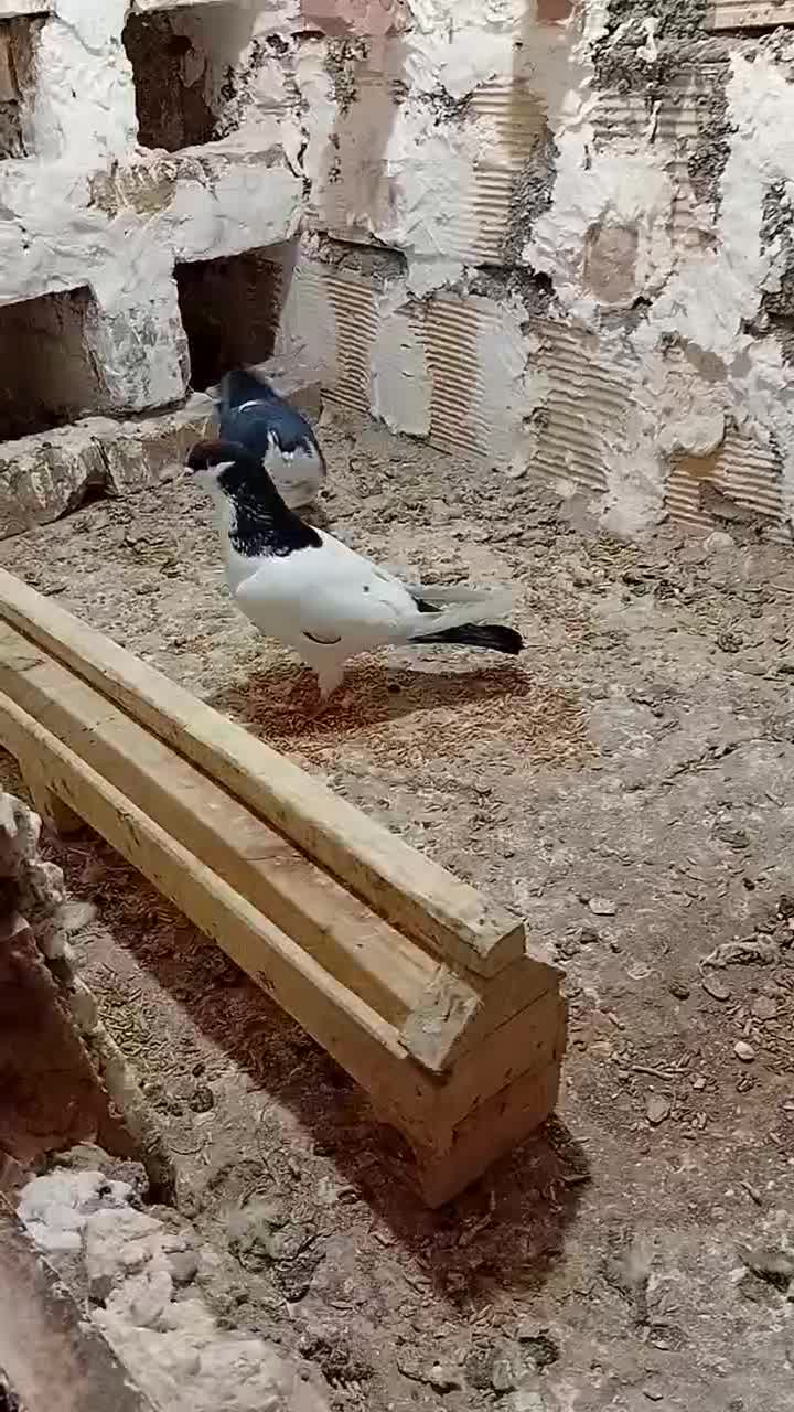 کفتر ساده پرشی و جفتگاه و کل|پرنده|میان جلگه, |دیوار