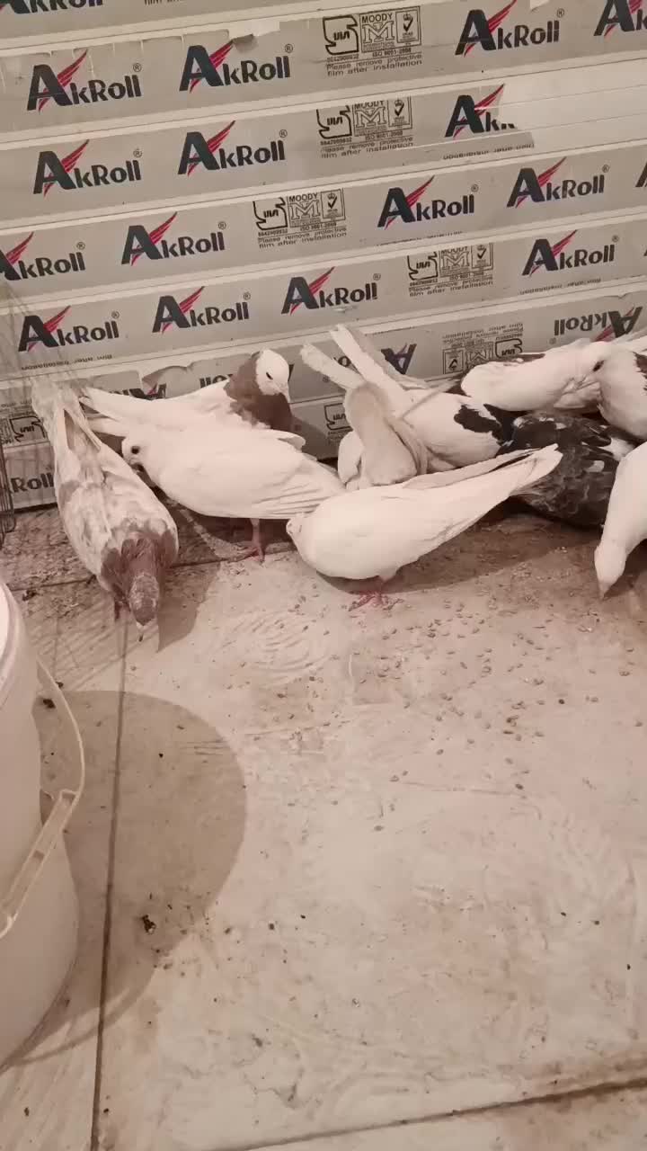 کبوتر|پرنده|سرپل ذهاب, |دیوار